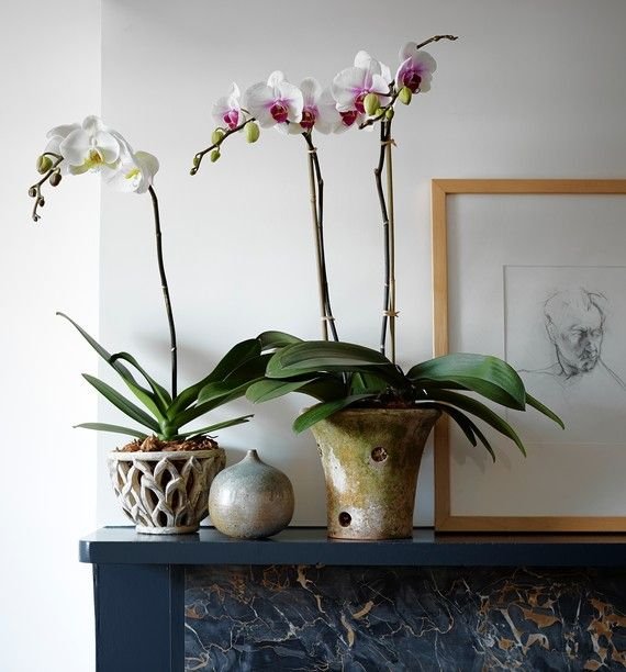Best Pots for Orchids- Top 5 picks in 2025 Best Pots for Orchids- Top 5 picks in 2025